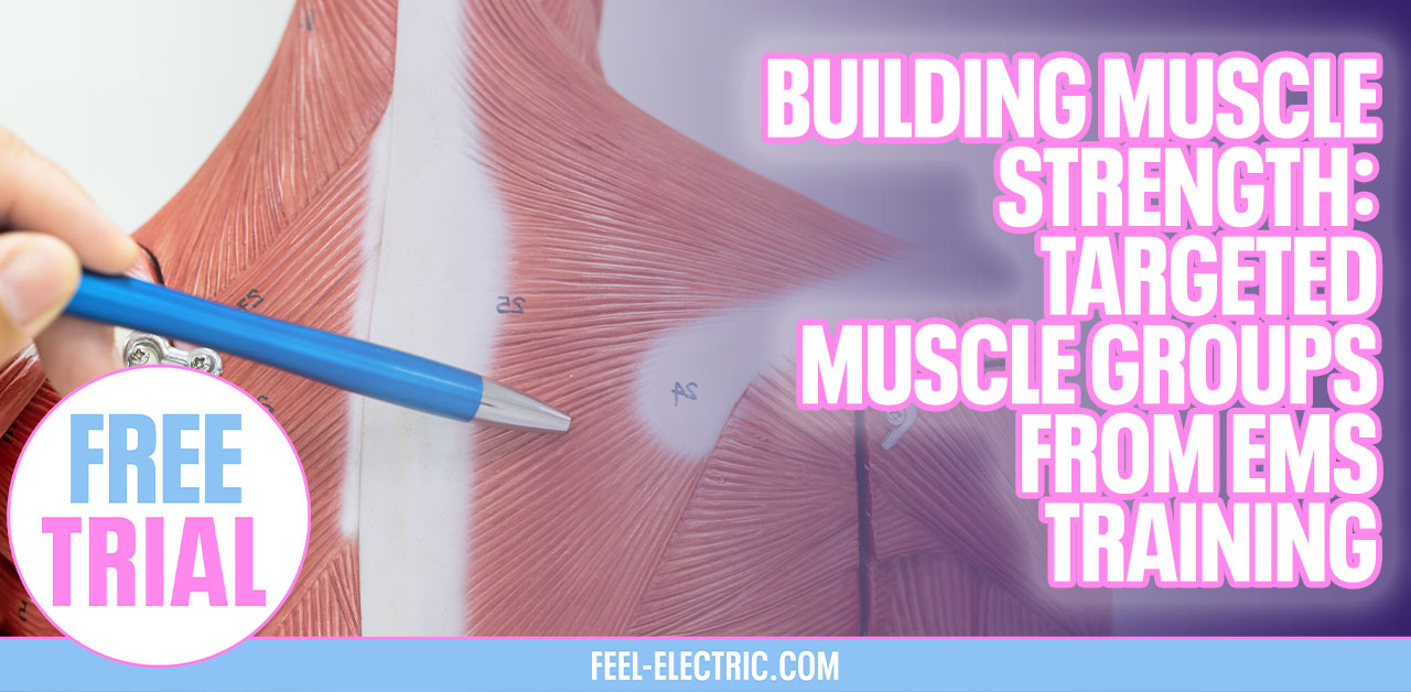 Muscle Building Strength In Muscle Groups Targeted Impulses Exercise EMS Training Feel Electric